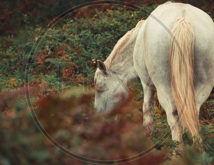 Wild White Horse Eating Grass In The Wild Forest With Copy Space