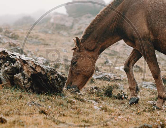 Close Up Of A Brown Horse In The Mountain Eating Grass Surrounded By The Mist