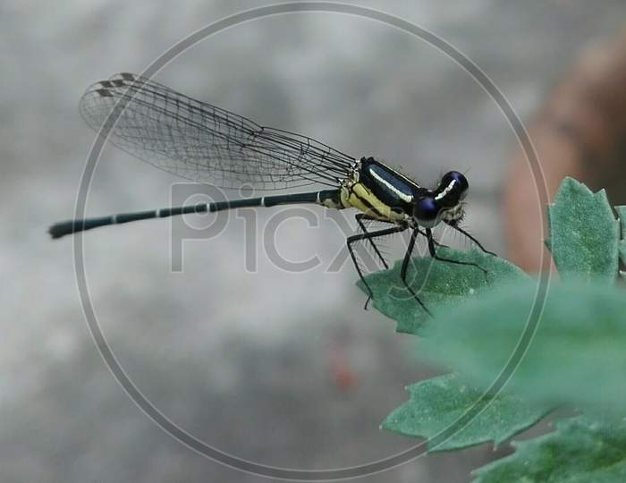 Dragonfly, macro shot
