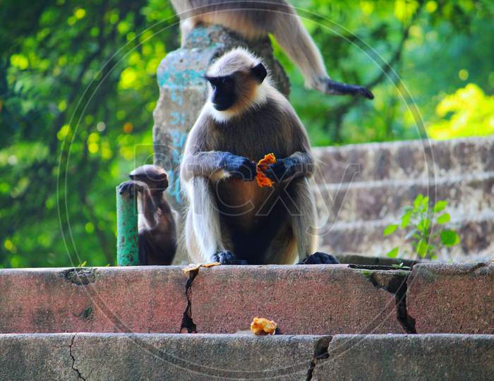 Monkey having breakfast
