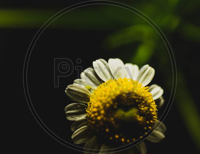 Beautiful Macro Close Up Of Aphididae Insect (Plant Plague) In Chamomile Flower / Plant