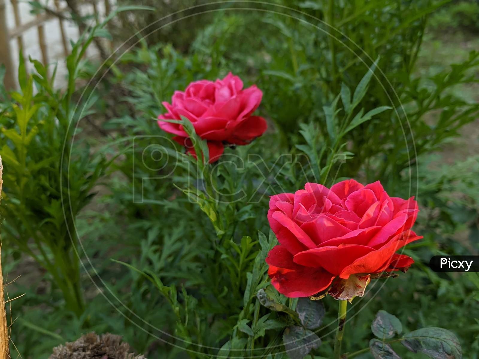 Image Of Two Red Roses Ux441948 Picxy