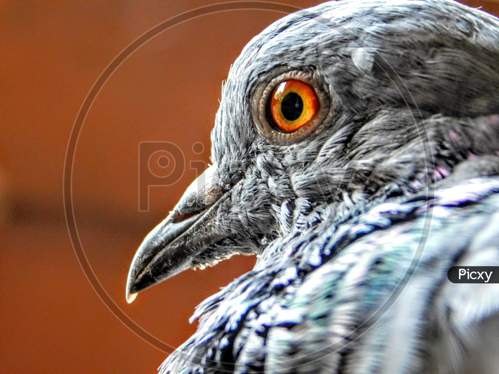 pigeon eye