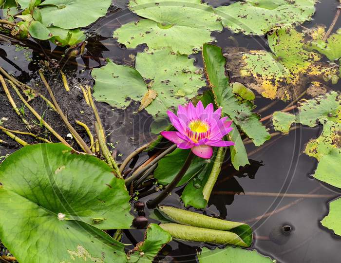 Purple water lily flowers on pond