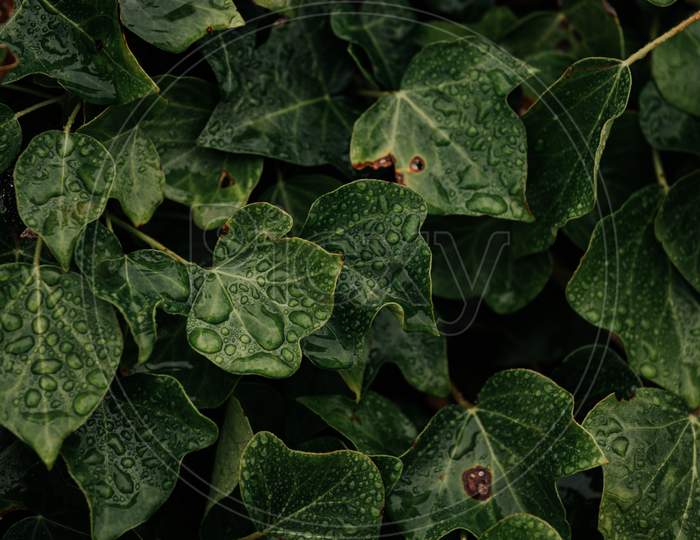 Background Of Green Leaves With Water Drops Over Them And Dark Tones