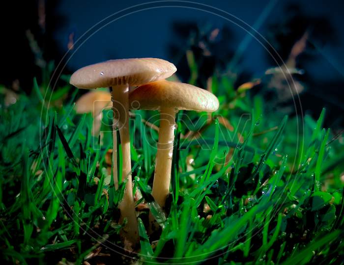 Mushroom, night photo