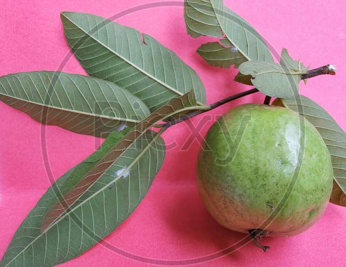 A Guava With Leaf And Stem In A Pink Background. Scientific Name: Psidium Guajava