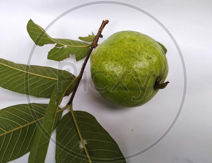 A Guava With Leaf And Stem In A White Background. Scientific Name: Psidium Guajava