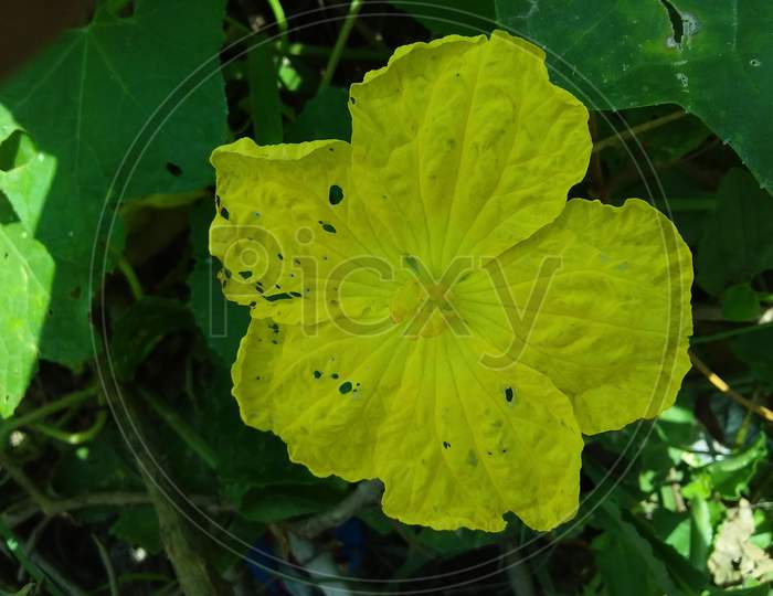 Beautiful yellow gourd is blooming in garden. The flower has spherical shape and small pollen, Selective focus.