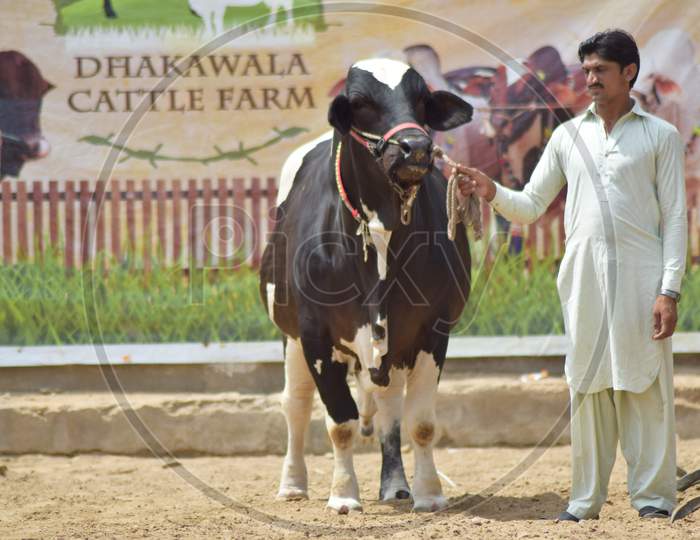 A Man with Black Bull in Cattle Farm