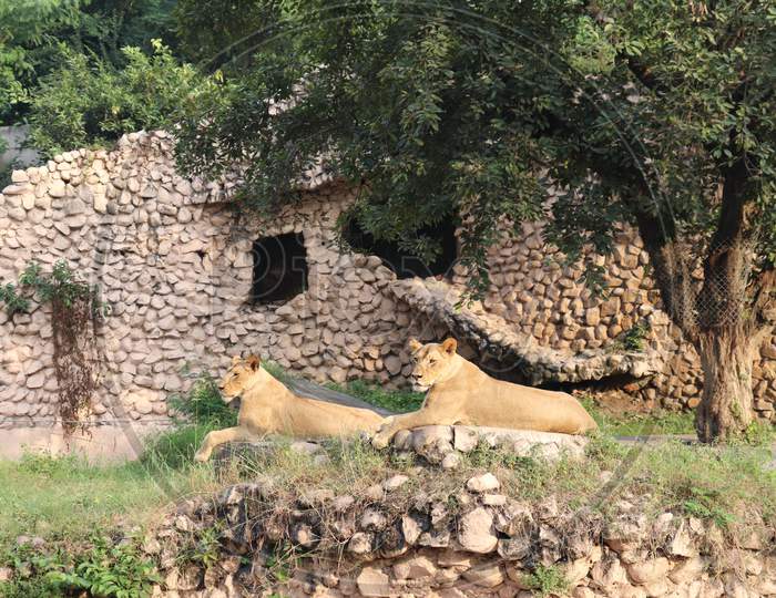 Two Lion outside the cave, Wildlife