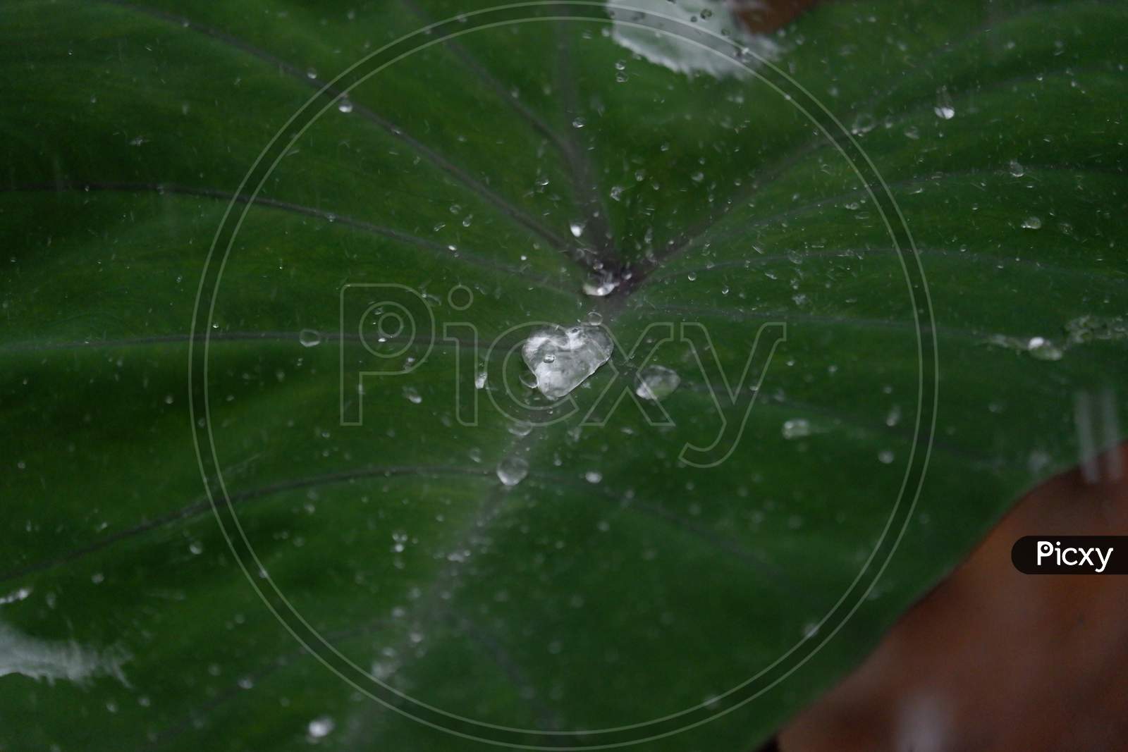 water drops on taro leaf
