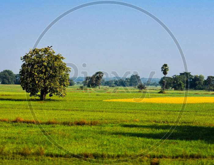 Landscape of colorful green paddy fields with trees