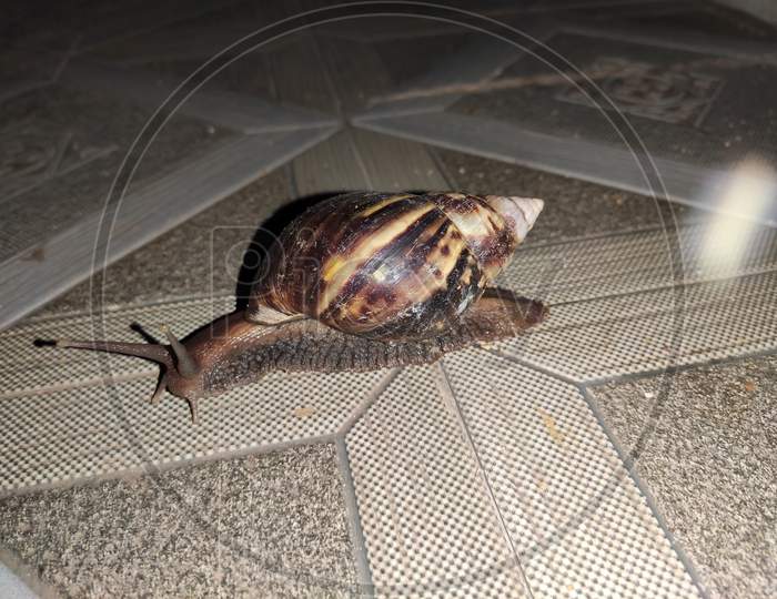 Snail on the floor