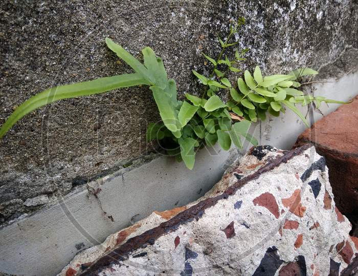Ferns sprouting from the cracks of a cement wall .The Nephrolepis exaltata is one of the garden ferns more cultivated in all the Earth regions with subtropical