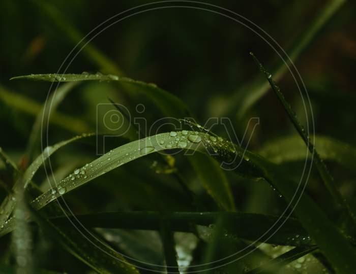 A Colorful Close Up Of A Green Leaf With Water Drops Over It During A Rainy Day With Copy Space