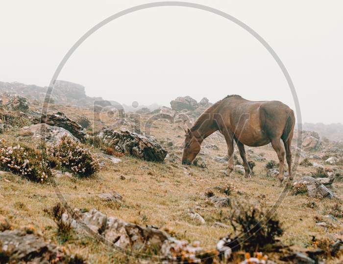 Brown Wild Horse In The Mountains Eating Grass With A Lot Of Mist And Copy Space