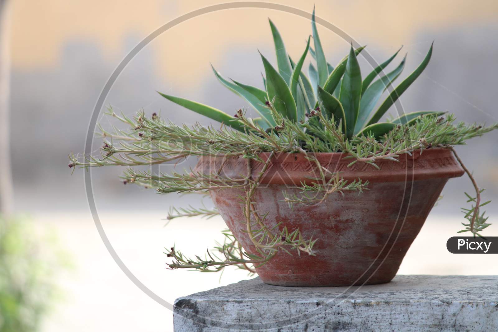 Alovera Plant in a pot
