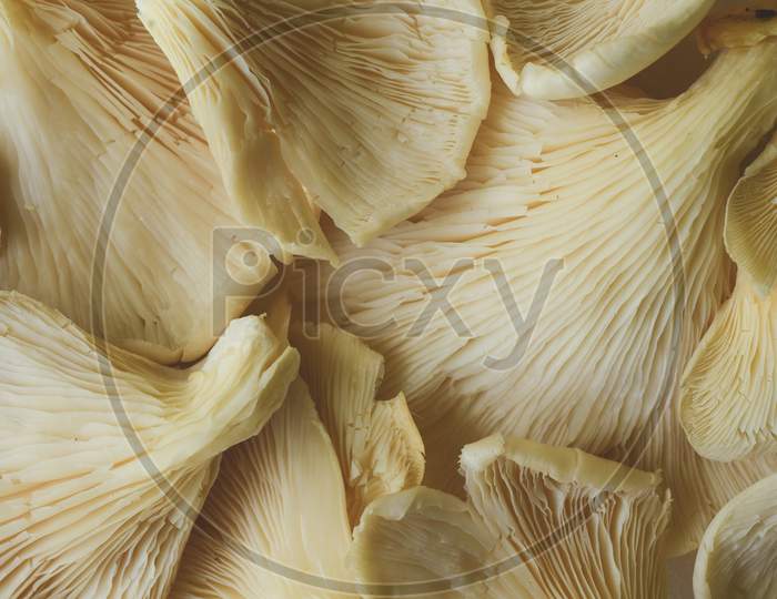 Top View Of Many Edible Mushrooms, Macro Close Up