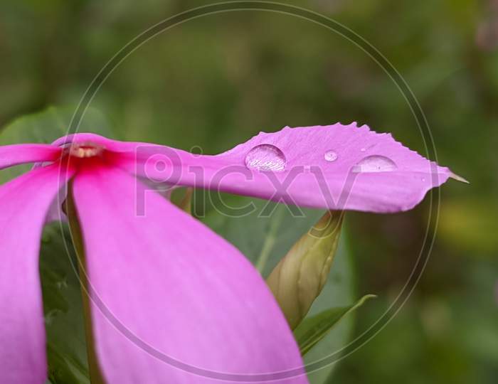 Drops on flower petal, macro