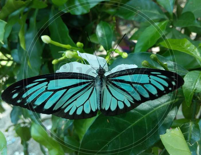 Turquoise color butterfly sitting on white flower.