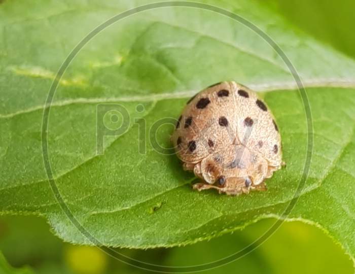Brown leaf beetle