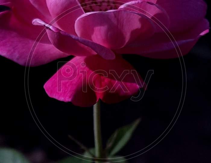 Flower, Pink rose