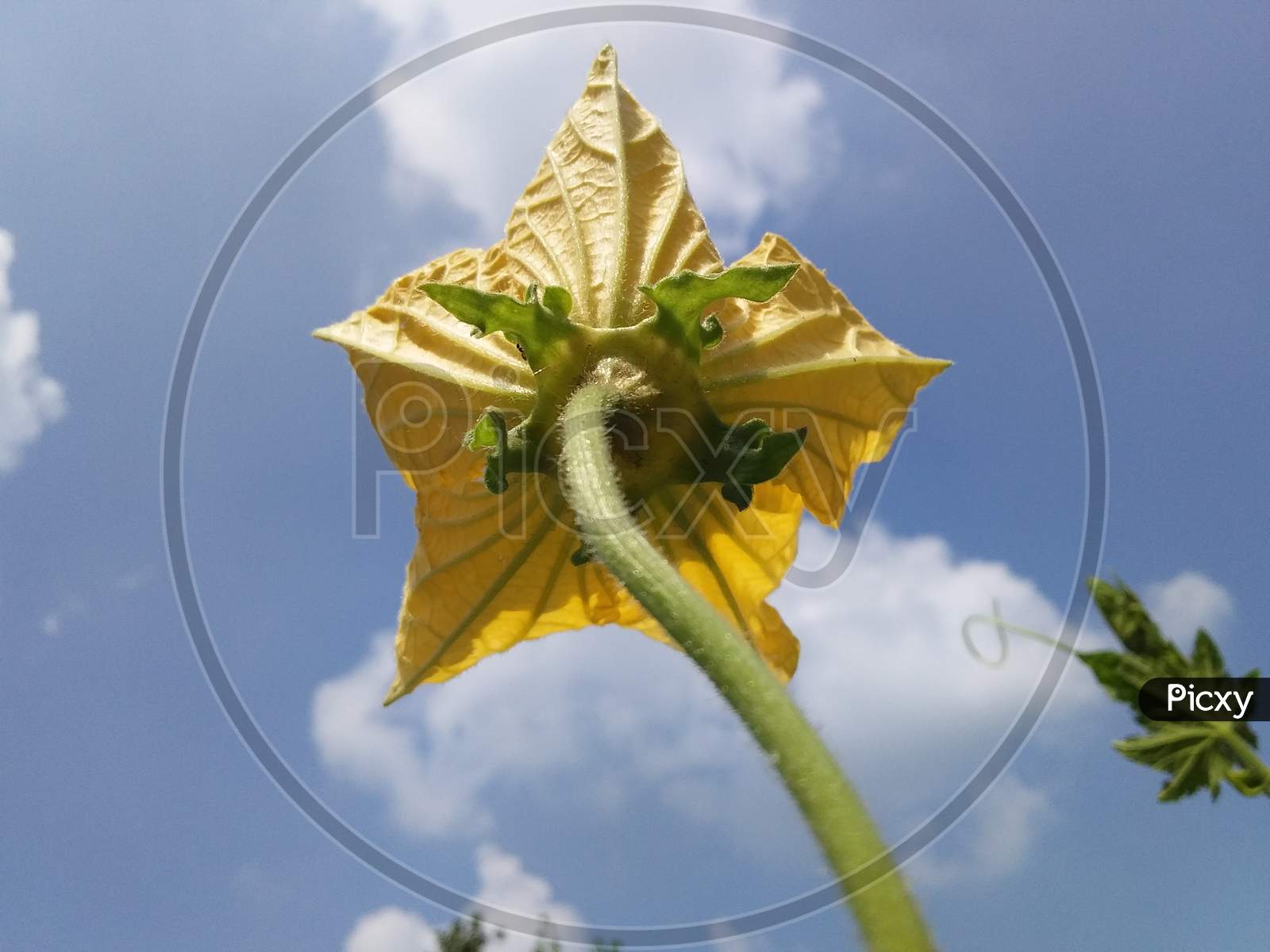 Closeup Yellow Sponge Gourd flower on beautiful Sky in India.