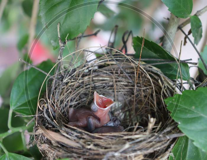 newly born bird in the nest, wildlife