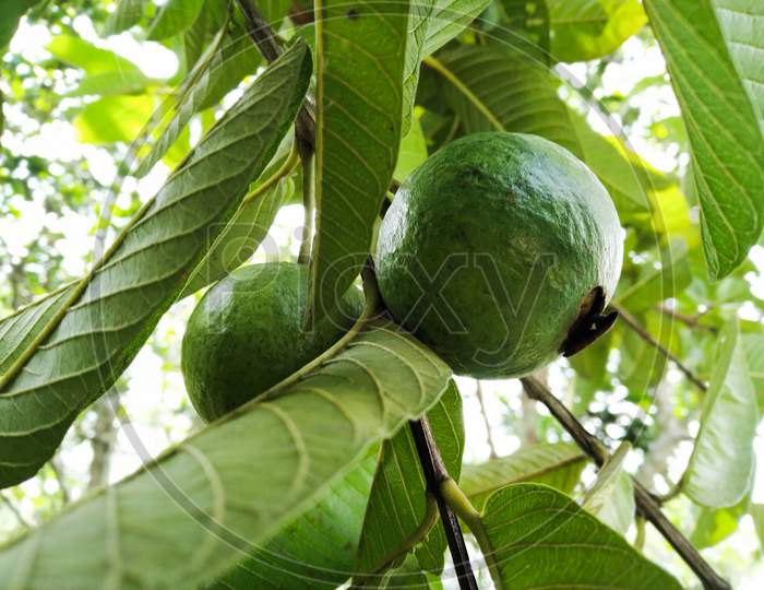 Two Green Guava In A Tree. Scientific Name: Psidium Guajava