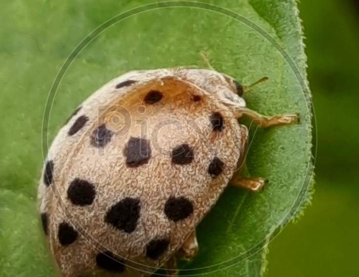 Brown spotted leaf beetle