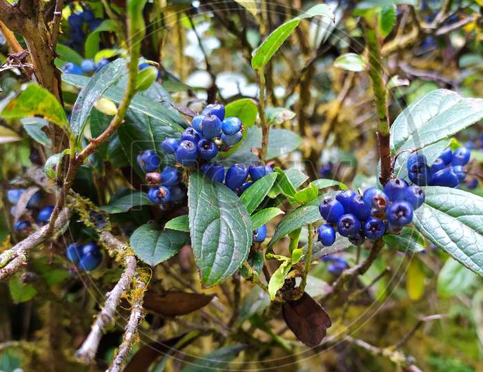 Blue berry in Sikkim