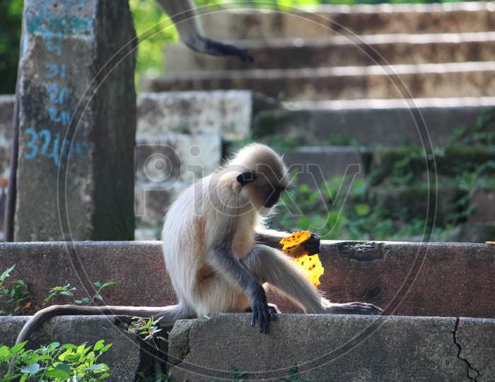 Little cute monkey eating chapati