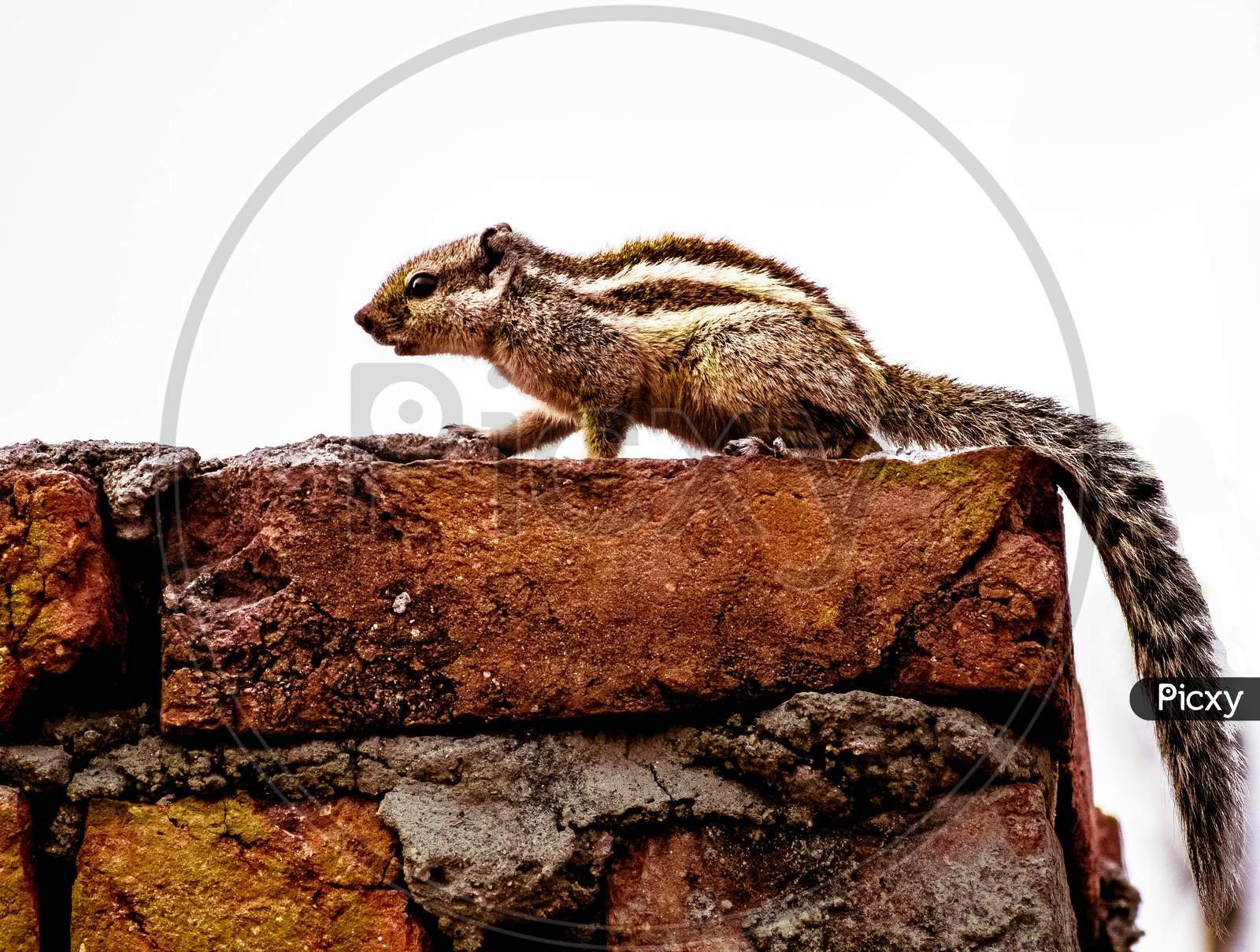 Indian Squirrel sitting on an edge of terrace