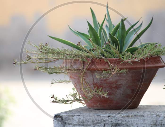Alovera Plant in a pot