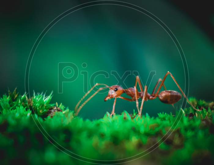 Wild Ant, micro