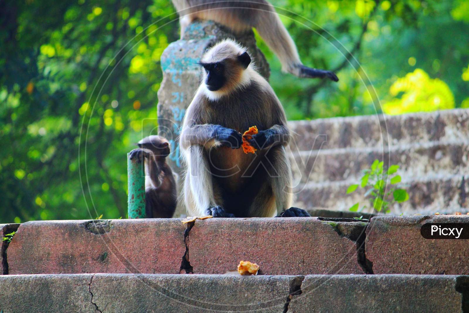 Monkey having breakfast