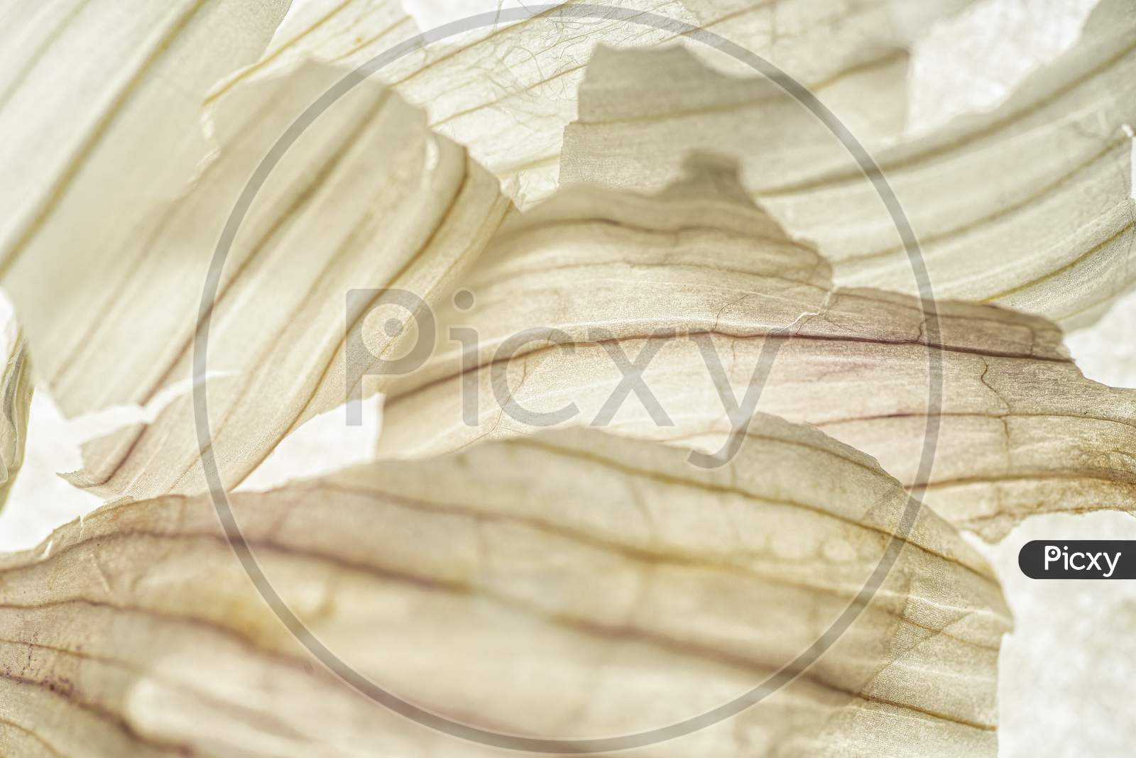 Professional Macro Portrait Of Garlic Skin Details