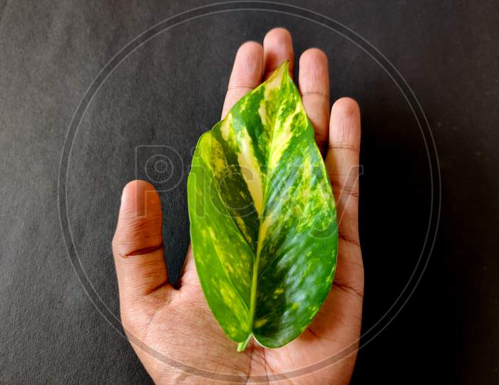 South Indian Man Holding One Money Plant Leaf In His Left Hand.Isolated On Black Background. Insurance Concept