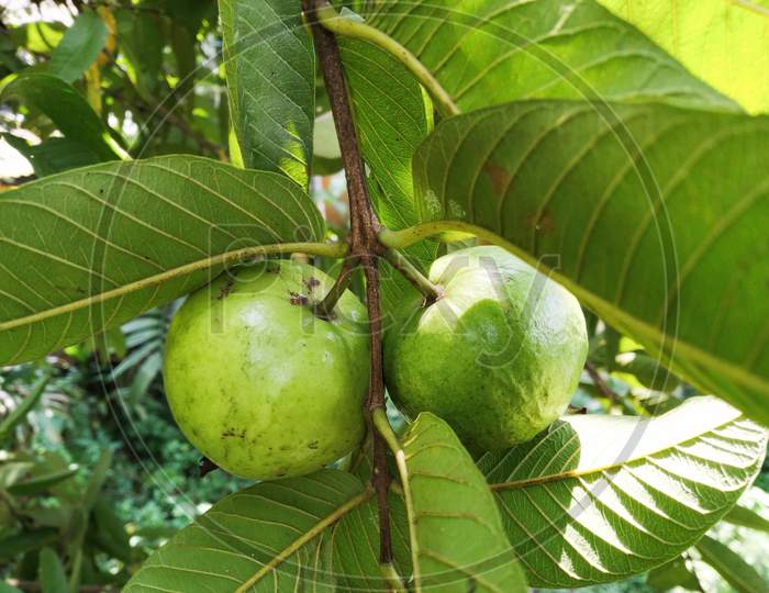 Two Green Guava In A Tree. Scientific Name: Psidium Guajava