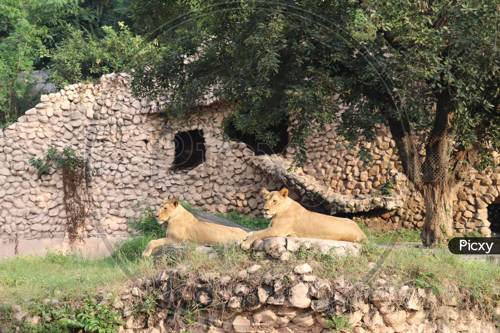 Two Lion outside the cave, Wildlife