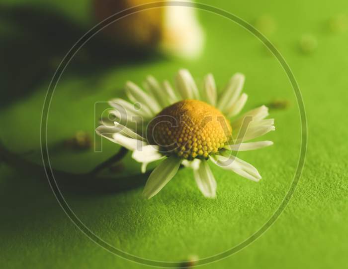 Beautiful Macro Close Up Of Chamomile Flowers / Plant On Green Background