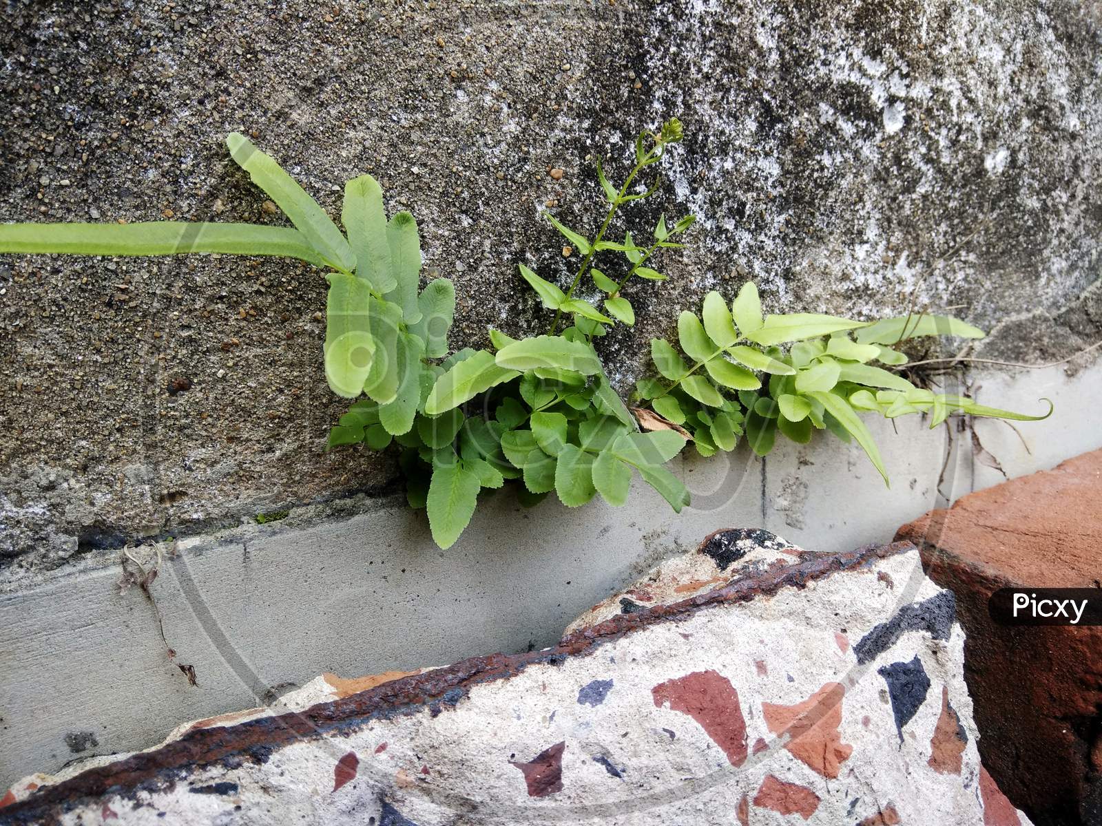 Fern sprouting from a crack of a wall. Nephrolepis exaltata, known as the sword fern or Boston fern, is a species of fern in the family Lomariopsidaceae native to tropical regions throughout the world