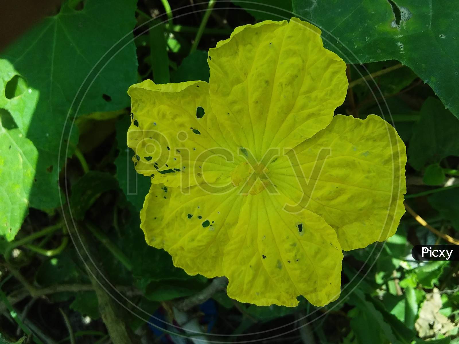 Beautiful yellow gourd is blooming in garden. The flower has spherical shape and small pollen, Selective focus.