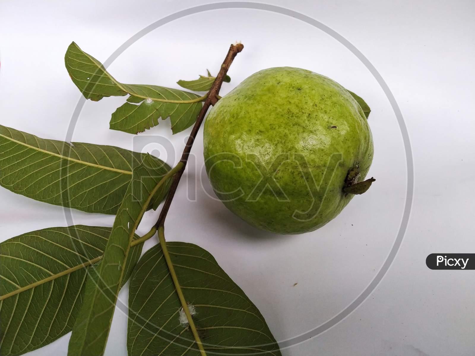 A Guava With Leaf And Stem In A White Background. Scientific Name: Psidium Guajava