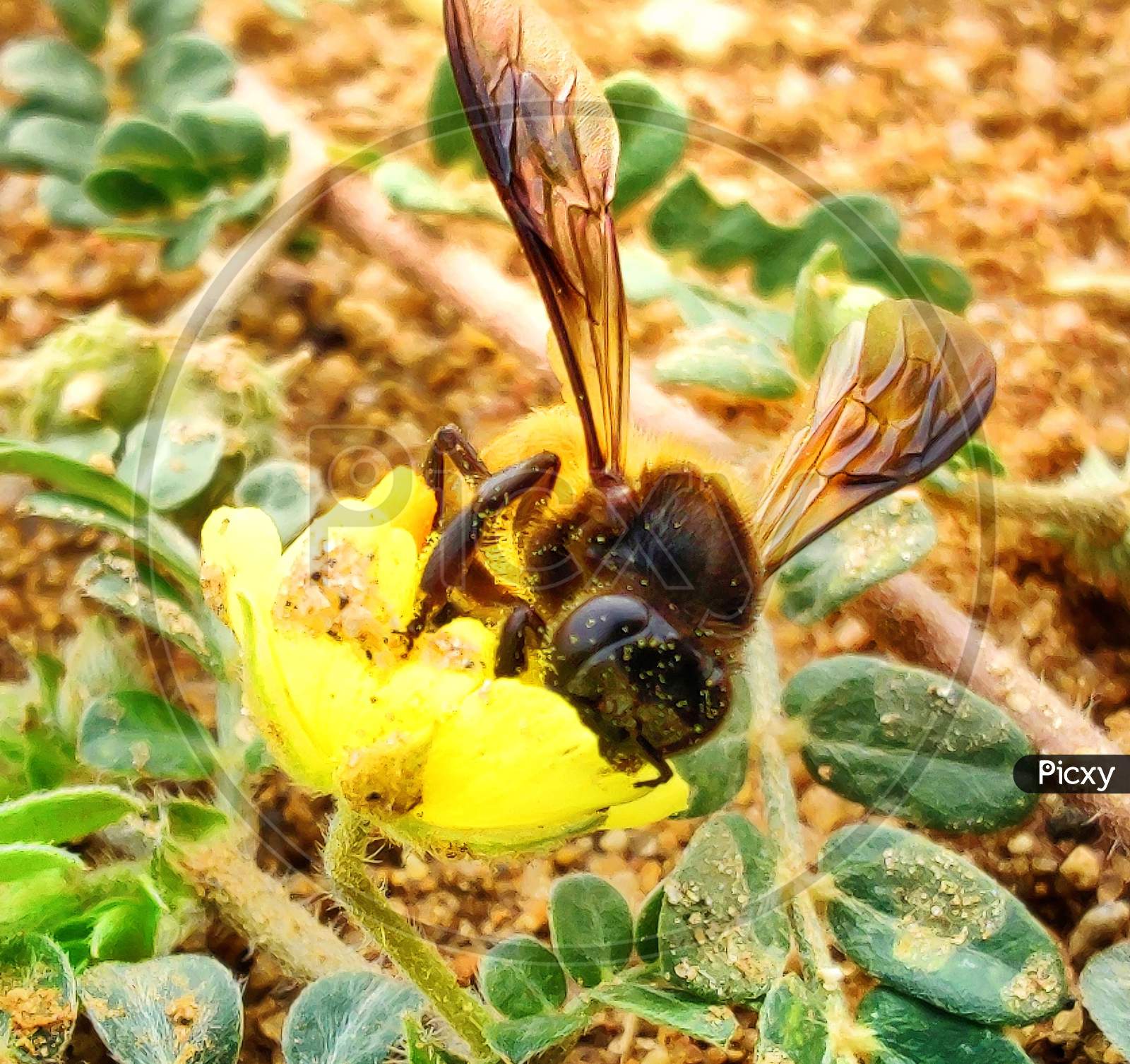 Macro shot of honey bee