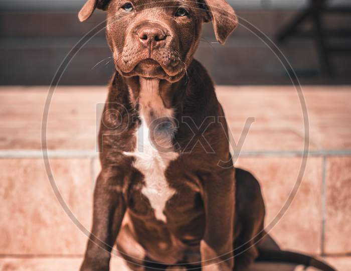 Chocolate American Pit Bull Terrier sitting