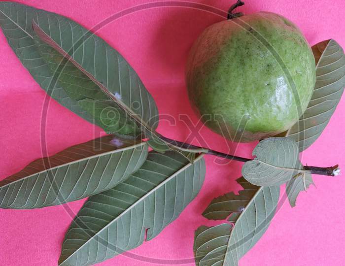 A Guava With Leaf And Stem In A Pink Background. Scientific Name: Psidium Guajava