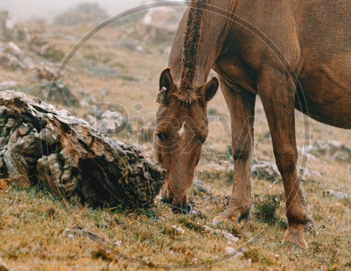 Close Up Of A Brown Wild Horse In The Mountains Eating Grass With A Lot Of Mist