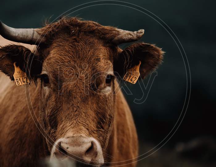 Close Up With Copy Space Of A Brown Cow Looking Straight To Camera During A Stormy Day In The Middle Of The Mountains
